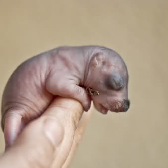 Meet Little Lulu – Newborn Squirrel